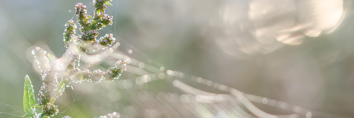 170924 LeukerMeer Morgen 030 1200x400 - Herbstwochenende an der Maas